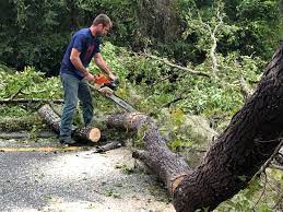 How Our Tree Care Process Works  in  Colwyn, PA