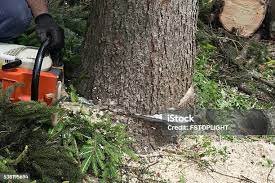 Trusted Colwyn, PA Tree Care Experts