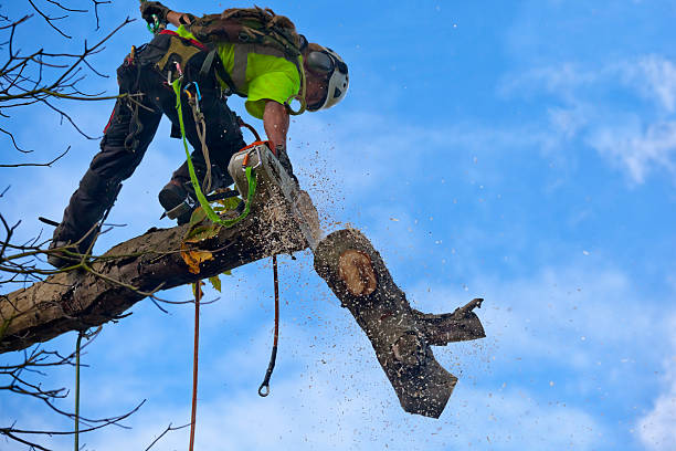 Mulching Services in Colwyn, PA